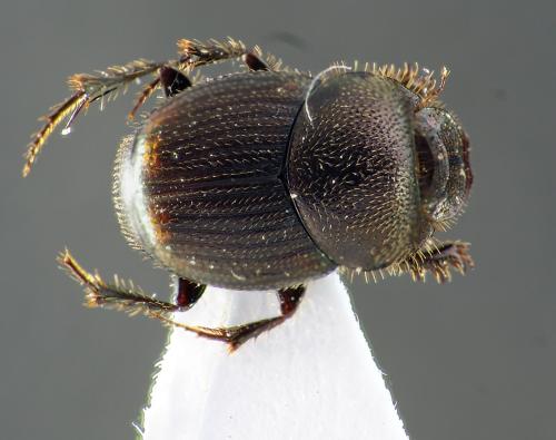 Onthophagus sp.